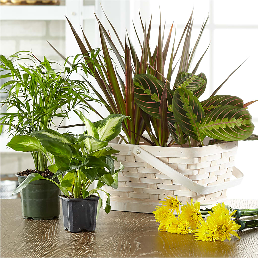 Florist Designed Blooming and Green Plants in a Basket – KENDRA'S FLORAL KREATIONS, Indianapolis IN