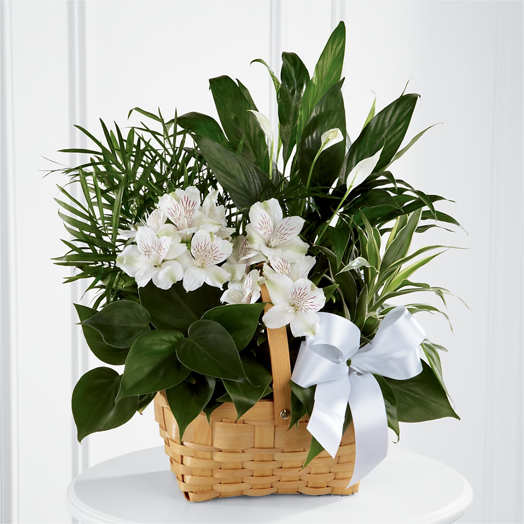 Peace & Serenity Dishgarden – KENDRA'S FLORAL KREATIONS, Indianapolis IN