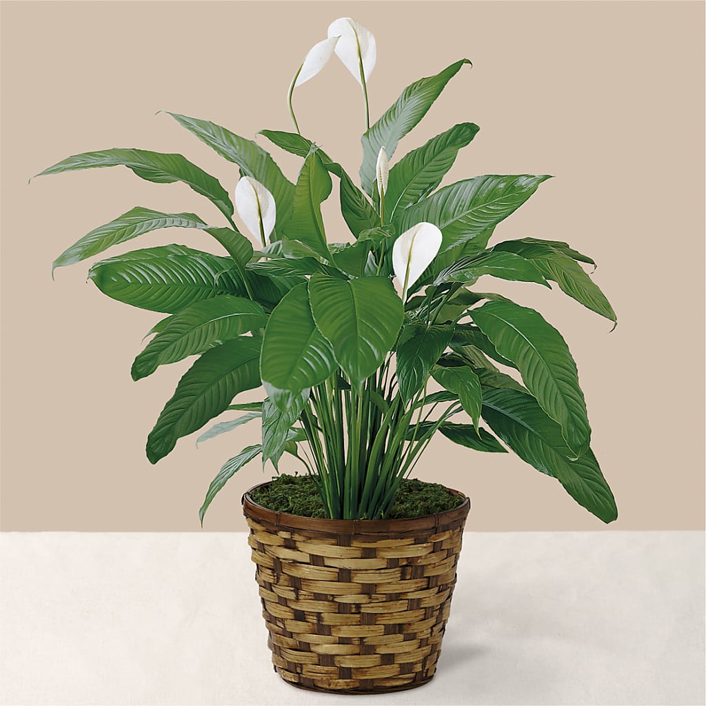 Tranquil Moments Peace Lily Plant – KENDRA'S FLORAL KREATIONS, Indianapolis IN