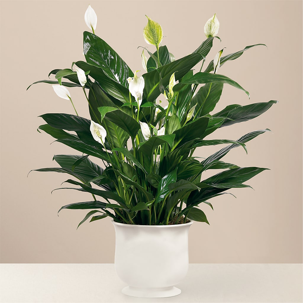 Comfort Planter – KENDRA'S FLORAL KREATIONS, Indianapolis IN