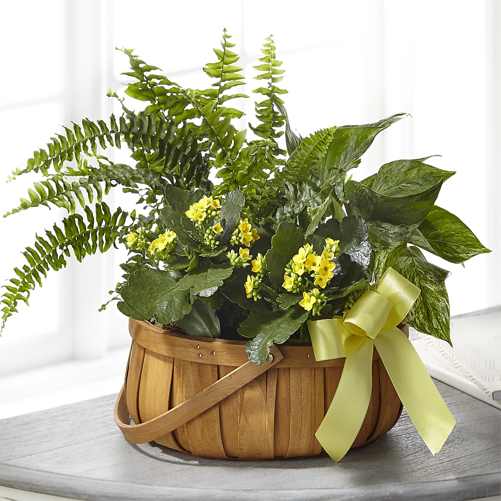 Always Dear Dishgarden – KENDRA'S FLORAL KREATIONS, Indianapolis IN