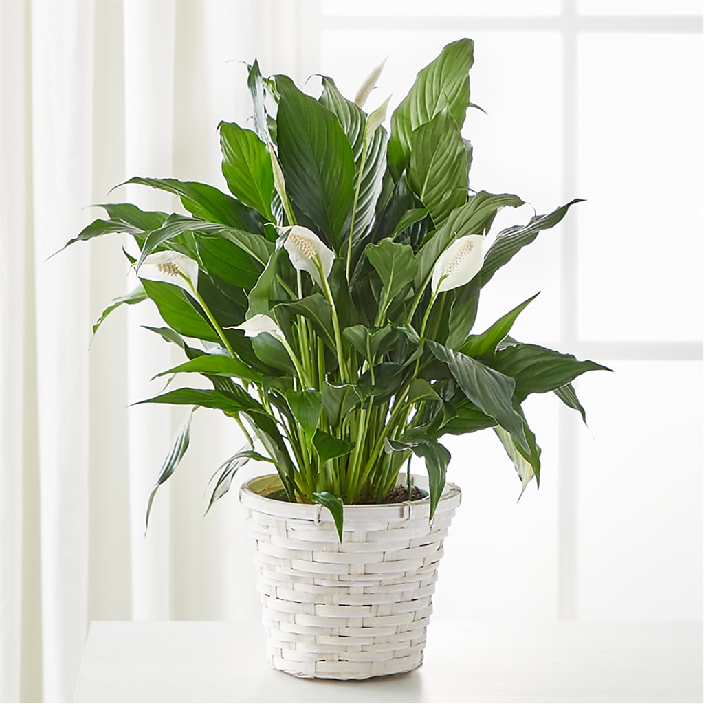 A New Leaf Peace Lily – KENDRA'S FLORAL KREATIONS, Indianapolis IN