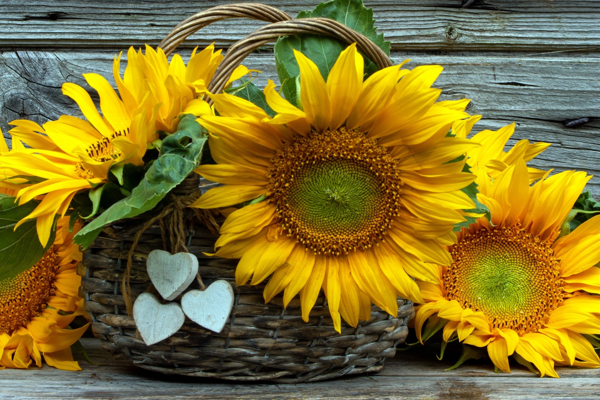 Shop by Flower Type | Kendra's Floral Kreations Indianapolis