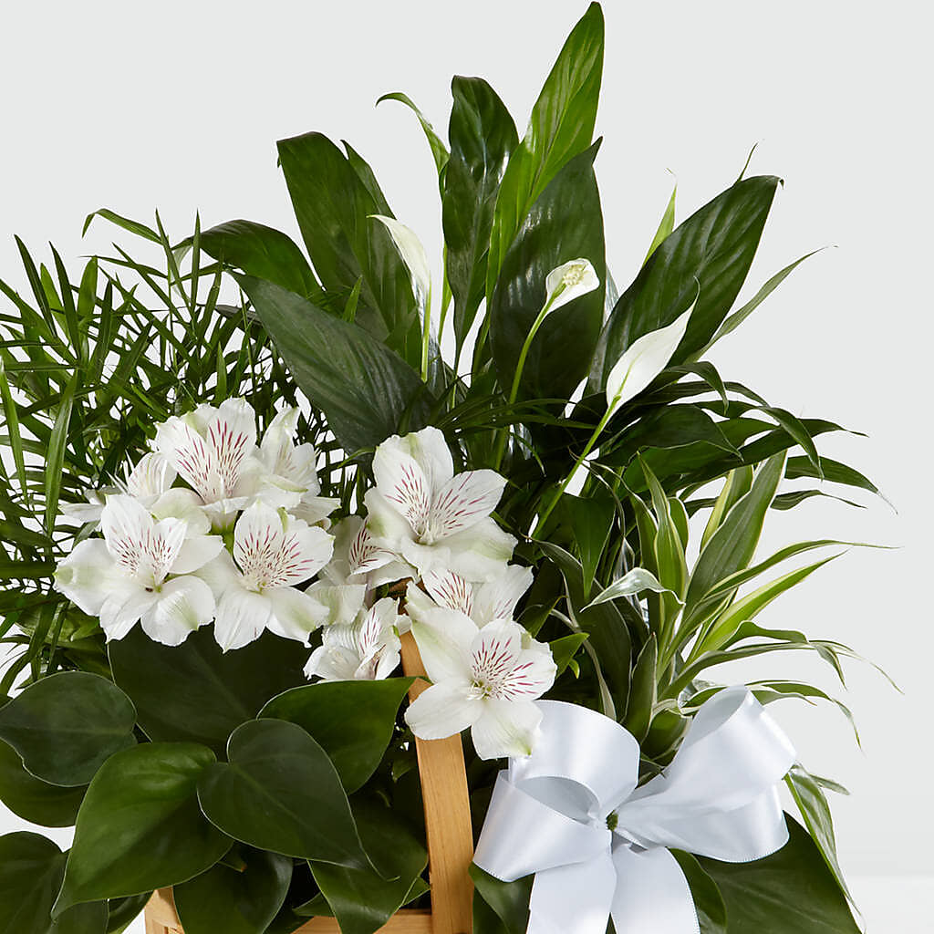 Peace & Serenity Dishgarden – KENDRA'S FLORAL KREATIONS, Indianapolis IN