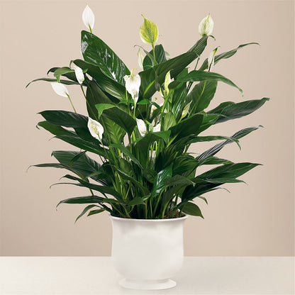Comfort Planter – KENDRA'S FLORAL KREATIONS, Indianapolis IN