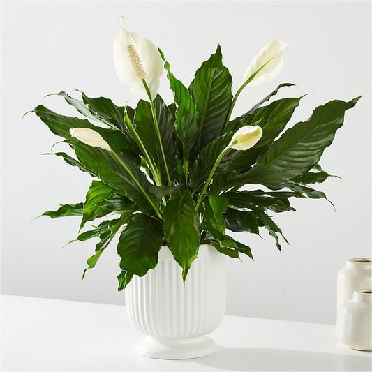 Comfort Planter – KENDRA'S FLORAL KREATIONS, Indianapolis IN