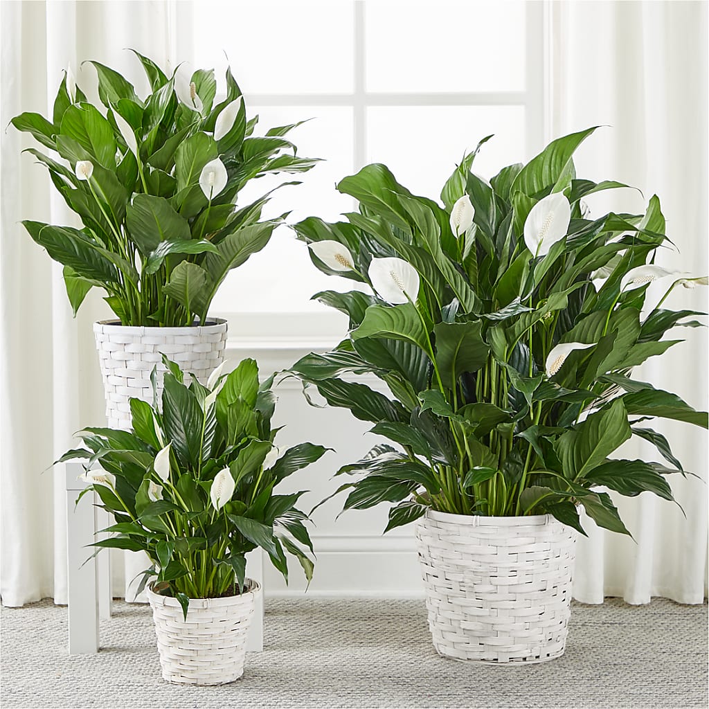 A New Leaf Peace Lily – KENDRA'S FLORAL KREATIONS, Indianapolis IN