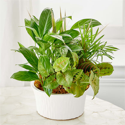 Balance & Harmony Dishgarden – KENDRA'S FLORAL KREATIONS, Indianapolis IN